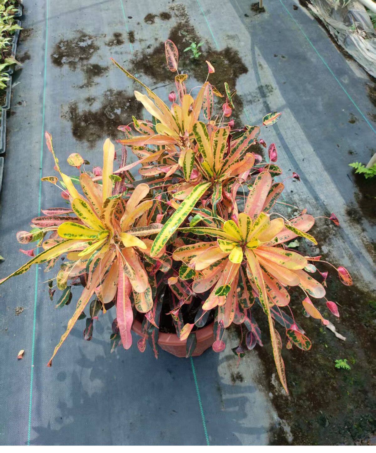 新品枫斗变叶木蜂腰变叶木室内桌面盆栽小众趣味盆栽观叶好养多年图片