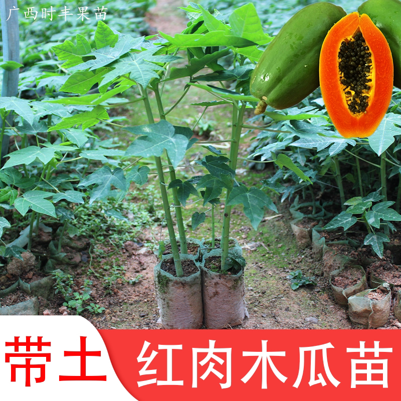 木瓜苗树冰糖牛奶红肉木瓜大青水果红妃矮化木瓜苗带土当年结果
