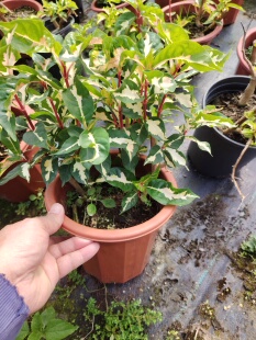 稀有新品马来西亚锦彩叶木室内室外都可种植进口盆栽