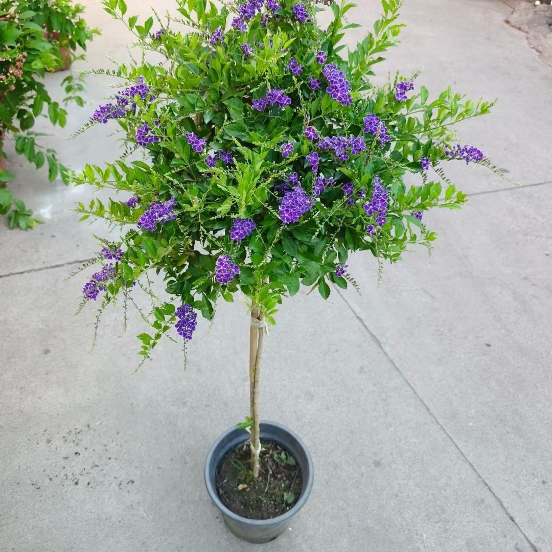 巧克力花紫色蕾丝金露花懒人盆栽