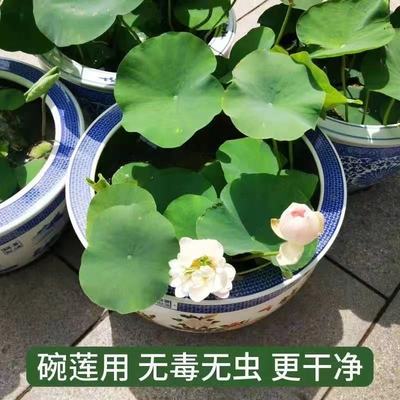 荷塘泥碗莲睡莲荷花泥专用泥水培植物养龟鱼塘泥淤泥植物营养泥土