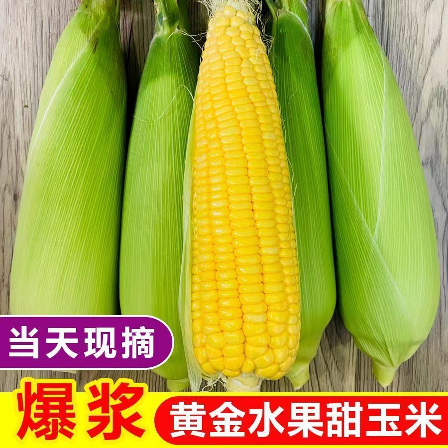 云南水果玉米新鲜9斤生吃甜玉米棒子苞谷米现摘糯包邮蔬菜整箱发