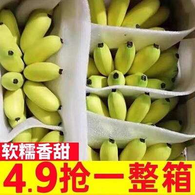 正宗广西小米蕉9斤香蕉新鲜水果整箱当季小香蕉粉蕉自然熟苹果蕉