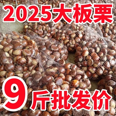 板栗生新鲜即食新鲜丹东生板栗5斤当季大板栗生栗锥栗大果毛栗子