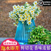 现摘水仙花枝 漳州水仙花种球复瓣鲜切花室内桌面水培新鲜插花