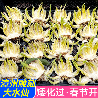 漳州水仙花大种球已雕刻好未泡水未养护花枝精选水培桌面植物盆栽