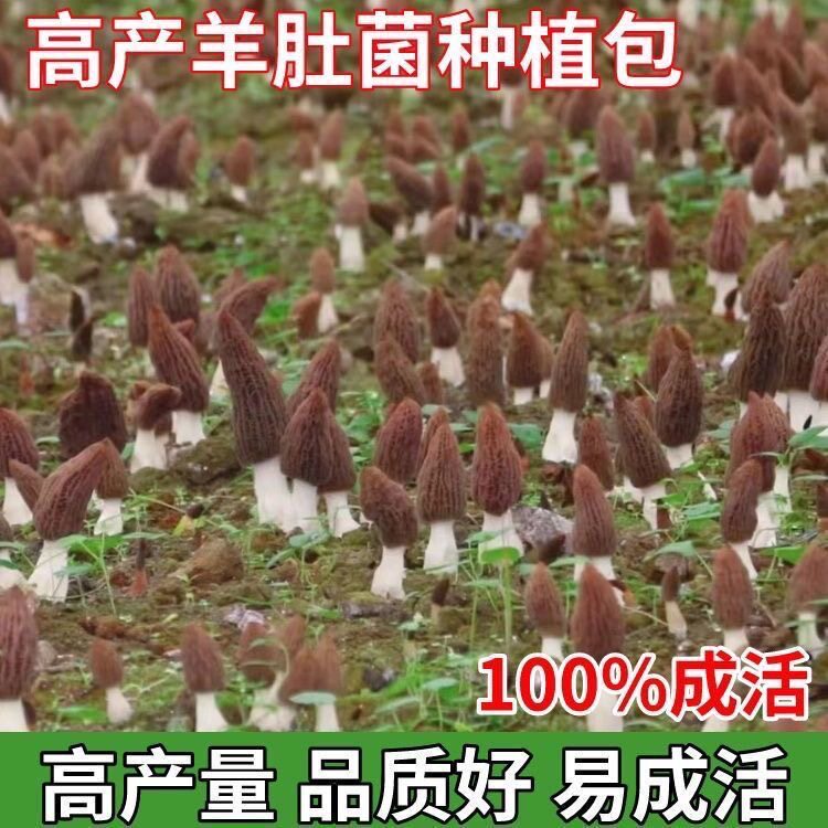 羊肚菌羊肚菜编笠菌黑脉羊肚菌羊肚蘑菇菌包菌丝原种菌种四季可种图片