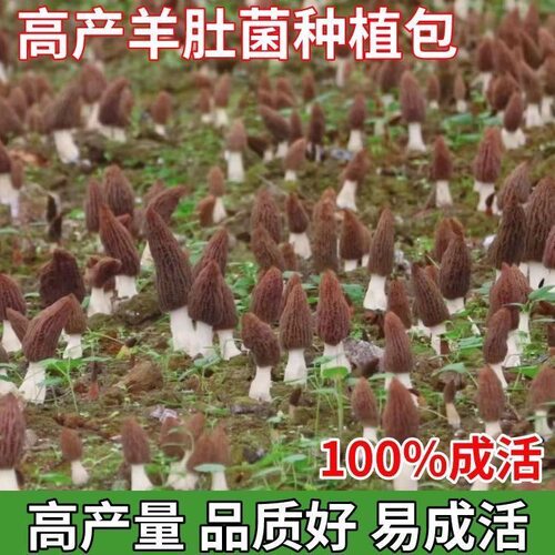 羊肚菌羊肚菜编笠菌黑脉羊肚菌羊肚蘑菇菌包菌丝原种菌种四季可种