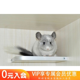 售出留档 进口猫后代携带长毛基因银斑龙猫活体MM 非常可爱