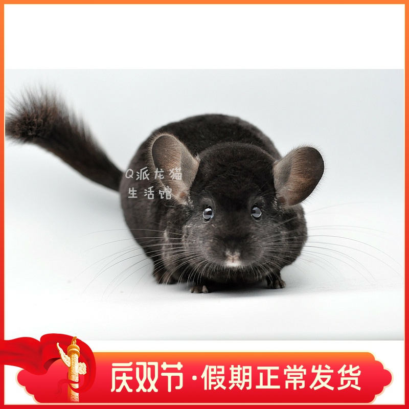 Q派龙猫 龙猫活体宝宝 深黑龙猫DD 超乖亲人包建康在类目 宠物/宠物食品及用品, 仓鼠类及其它小宠, 龙猫中 - 来自Buy2taobao.com提供专业的淘宝代购服务
