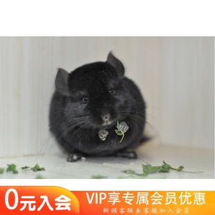 Q派龙猫纯黑长毛基因母龙猫 售出留档