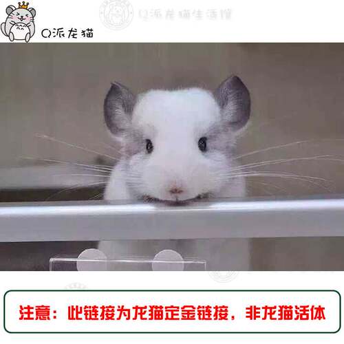定金 自家繁殖活体龙猫宝宝标灰银斑米色紫色包活幼崽支持送到家
