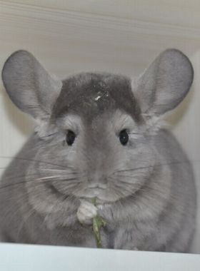 美2代纯紫色活体龙猫DD(售出留档）