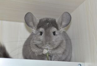 美2代纯紫色活体龙猫DD 售出留档