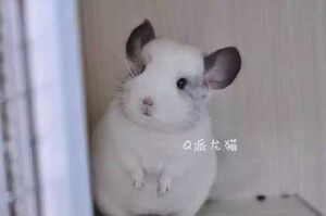 超级可爱双耳钉后代留活体龙猫