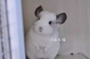 超级可爱双耳钉后代银斑龙猫活体DD 已出留档