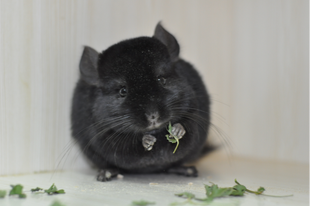 Q派龙猫纯黑长毛基因母龙猫 售出留档