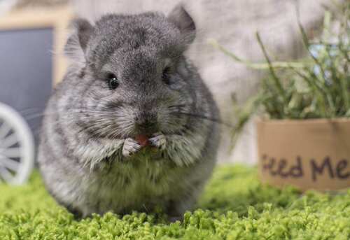 耳钉后代圆脸安哥拉长毛龙猫
