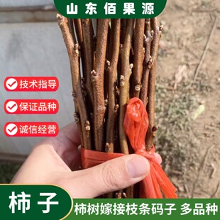 嫁接柿子树枝条接穗火晶磨盘无核脆甜牛心柿巧克力柿子码子嫁接用