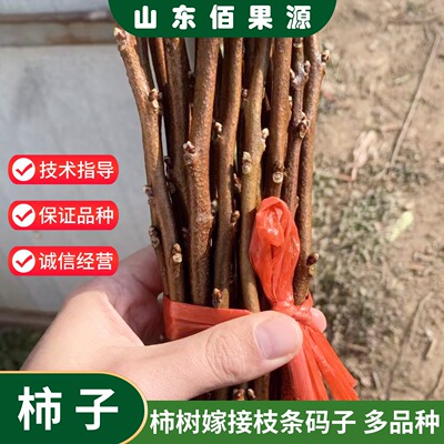 嫁接柿子树枝条接穗火晶磨盘无核脆甜牛心柿巧克力柿子码子嫁接用