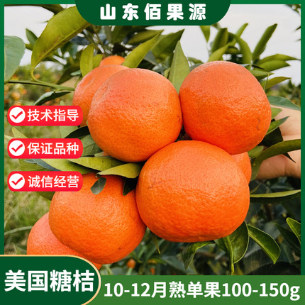 美国糖桔树苗嫁接世纪红糖橘柑桔加州蜜桔子苗盆栽地栽当年结果苗