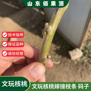 大四棱三棱蛤蟆头白狮子头金丝猴头文玩核桃树苗嫁接接穗枝条码子
