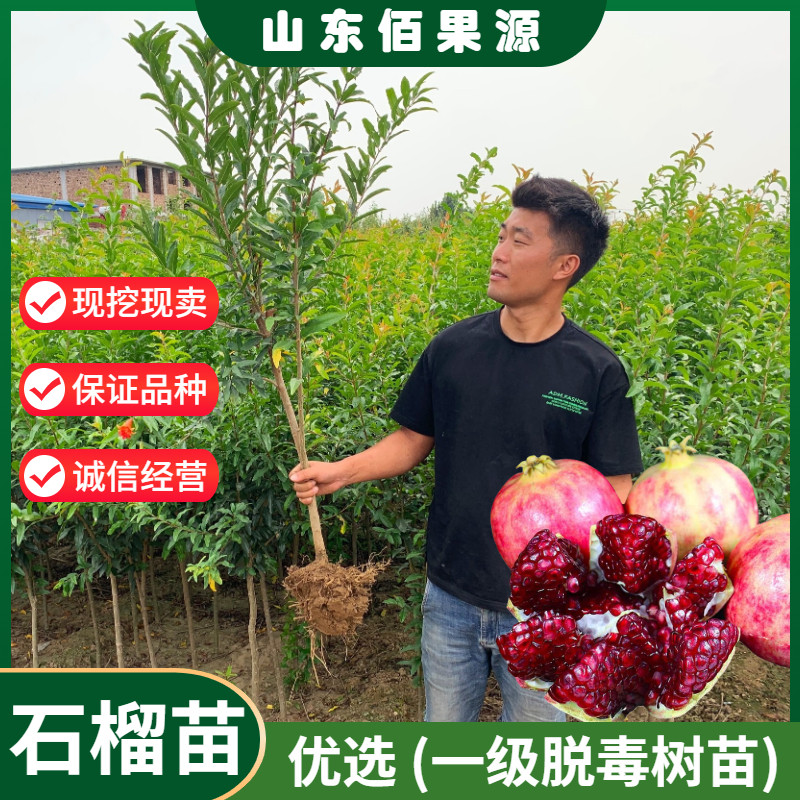 突尼斯软籽石榴树苗盆栽黑籽无籽石榴苗特大南北方种植当年结果苗