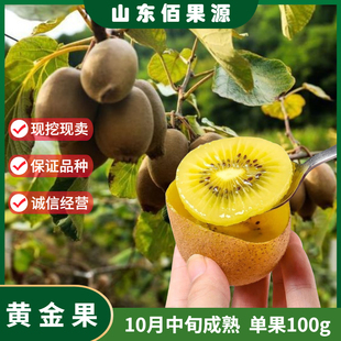 新西兰黄金奇异果苗黄心猕猴桃树苗黄肉果树苗盆栽南北方种植地栽