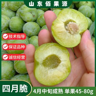 特早熟李子树苗嫁接四月脆李子苗脆甜蜂糖脱骨李树苗南方北方种植