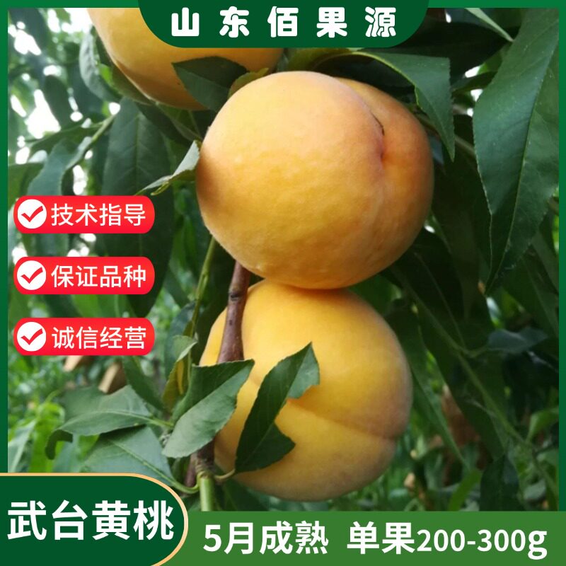 特早熟黄桃树苗嫁接黄金蜜桃苗5