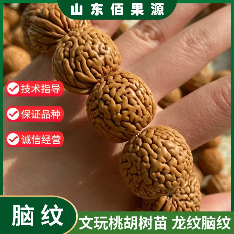 文玩桃核树苗盆栽地栽秦岭龙纹柳叶脐脑纹小桃胡桃树苗南北方种植