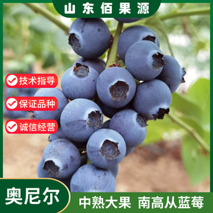 奥尼尔蓝莓树果苗早熟耐寒蓝莓树苗四季盆栽地栽南北方种当年结果
