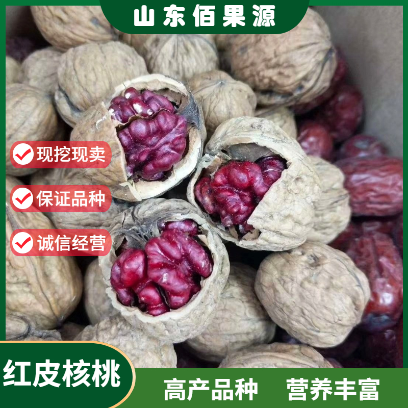 红皮核桃树苗薄壳纸皮核桃苗嫁接