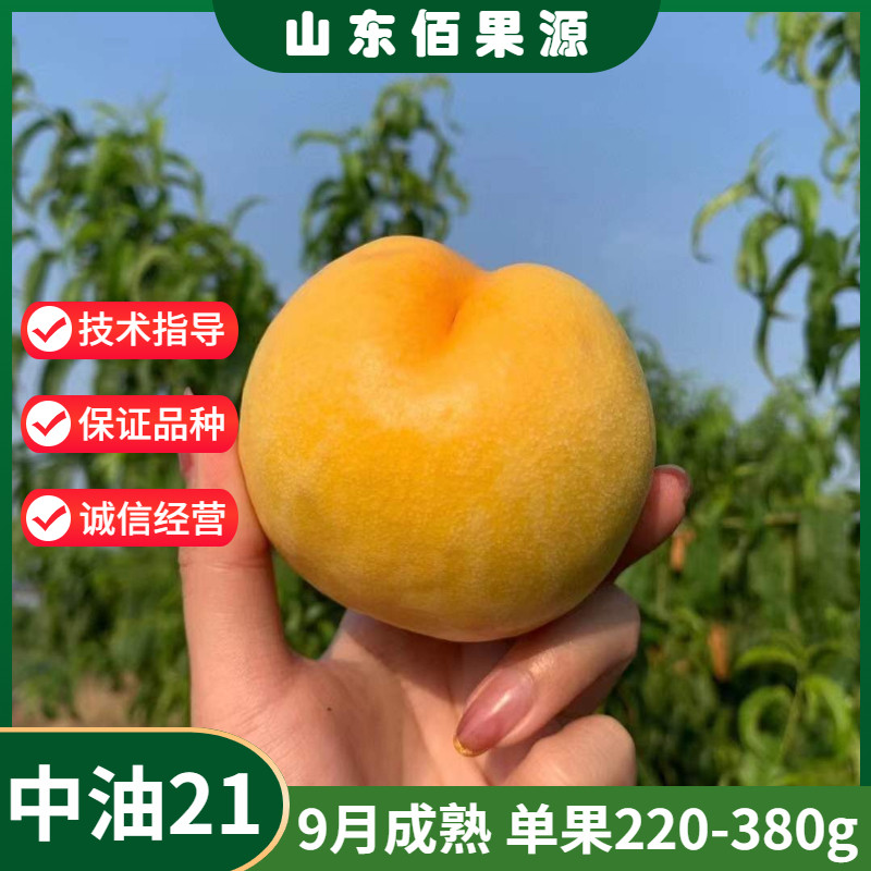 嫁接黄肉油桃树成品苗特大晚熟中油21号油桃苗脆甜桃子树苗南北方