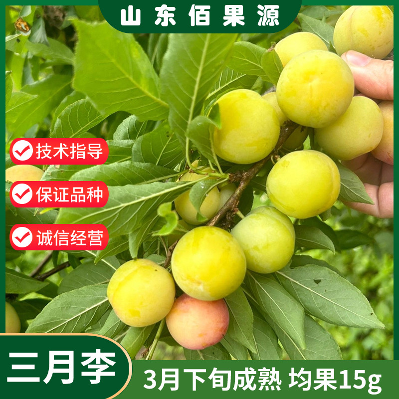 三月李子树苗嫁接新品种果树特大早熟南北方庭院阳台种植当年结果