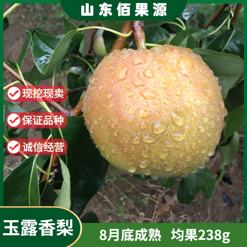嫁接大果晚熟梨树活苗南北方种植果树苗玉露香梨树苗地栽当年结果