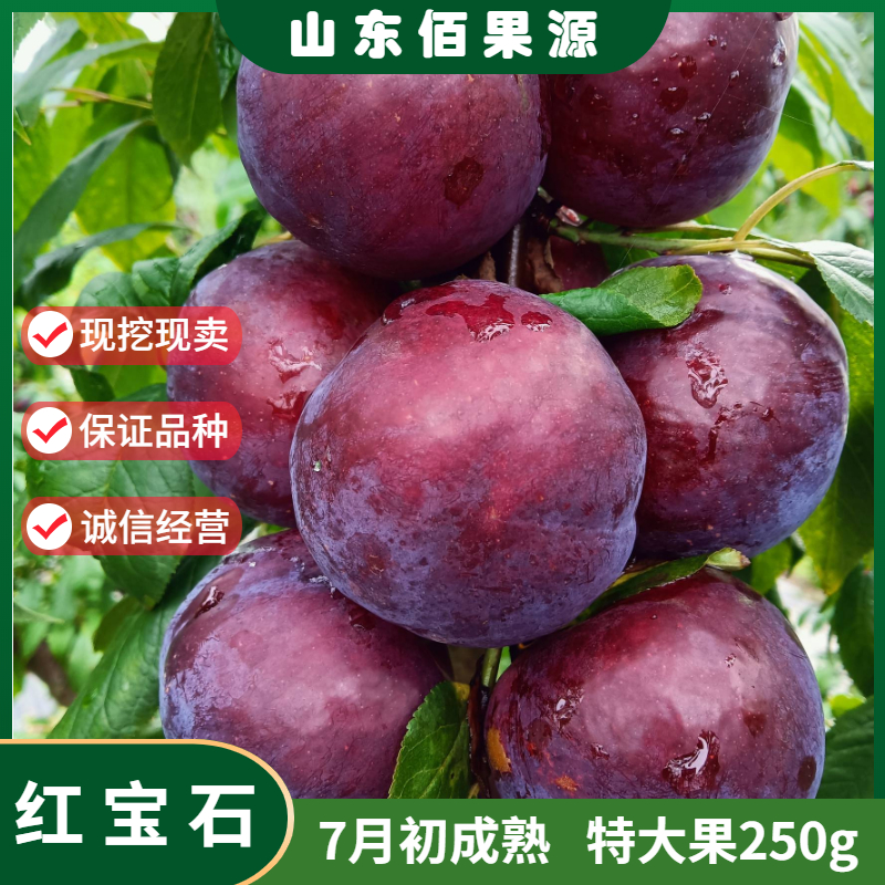 红宝石李子树苗嫁接南北方种植地栽脆红李三华李树苗地栽当年结果