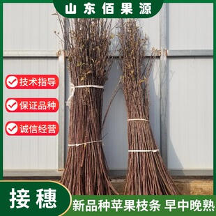 鲜活苹果嫁接枝条苹果接穗烟富众成一号鲁丽瑞雪苹果树苗枝条现剪