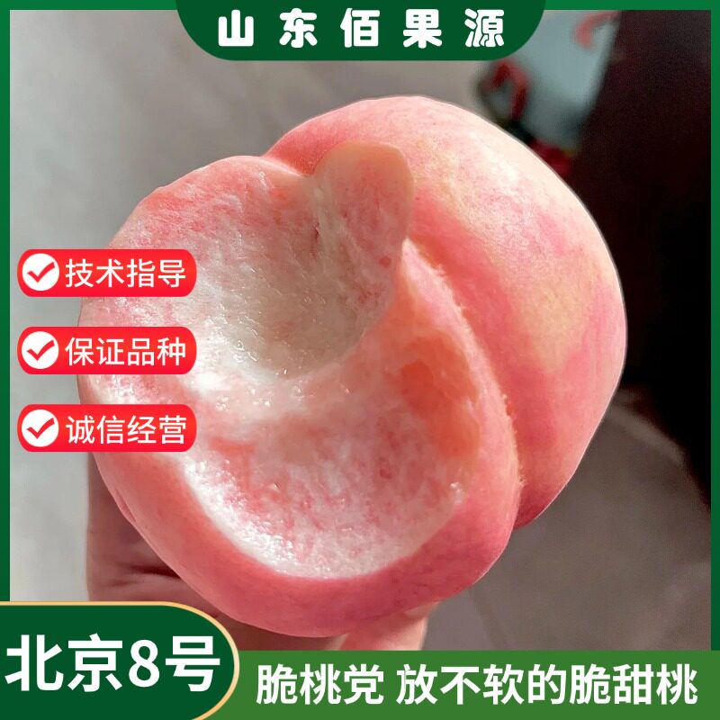 平谷北京8号桃树苗嫁接离核脆甜大桃苗庭院南北方种植当年结果苗