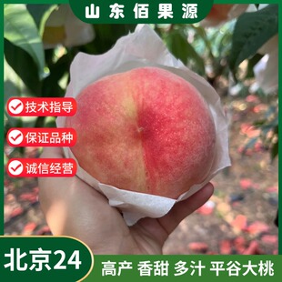 嫁接京艳水蜜桃树果苗晚熟平谷大桃北京24号桃苗南北方种植果树苗
