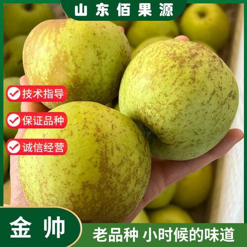 金帅苹果树苗嫁接老品种青苹果苗地栽南方北方种植盆栽当年结果苗