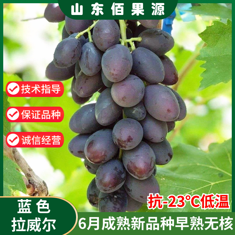 嫁接蓝色拉威尔葡萄树苗黑提紫甜葡萄苗耐寒爬藤庭院种植果树果苗