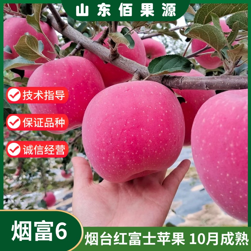 嫁接耐寒山东烟台红富士苹果树苗盆栽庭院特大脆甜烟富6号苹果苗