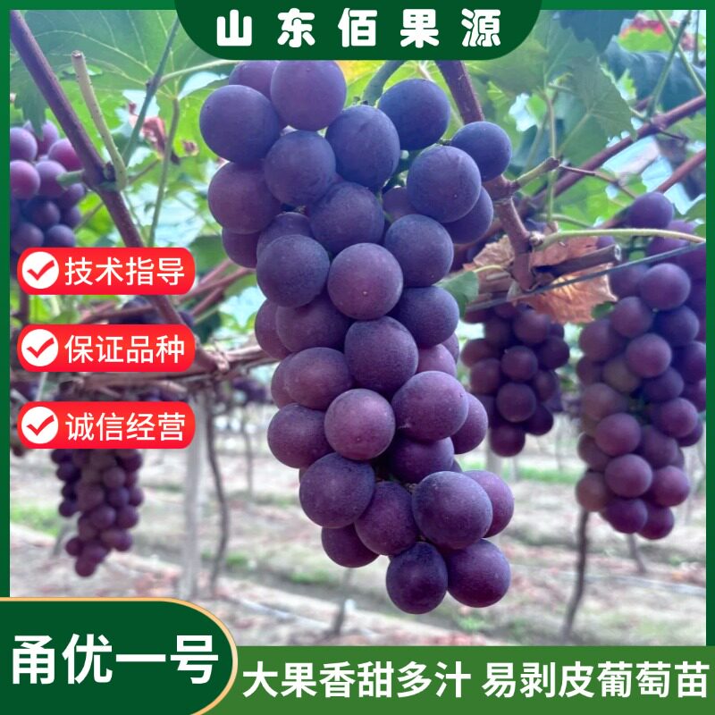 甬优一号葡萄树苗嫁接特大脱皮葡萄苗盆栽庭院爬藤果树苗当年结果