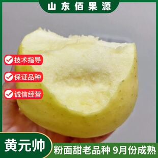 嫁接黄元帅苹果树苗粉面甜金冠黄香蕉苹果苗矮化盆栽地栽当年结果