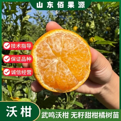 嫁接武鸣沃柑树苗盆栽地栽无籽柑橘甜柑桔苗橘子树果苗南北方种植