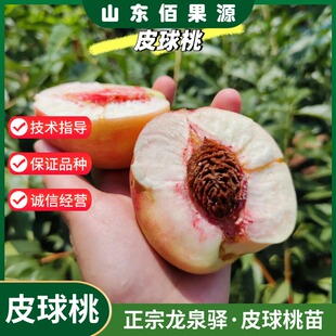 桃树果苗龙泉驿皮球桃树苗盆栽庭院地栽离核甜脆桃苗南方北方种植