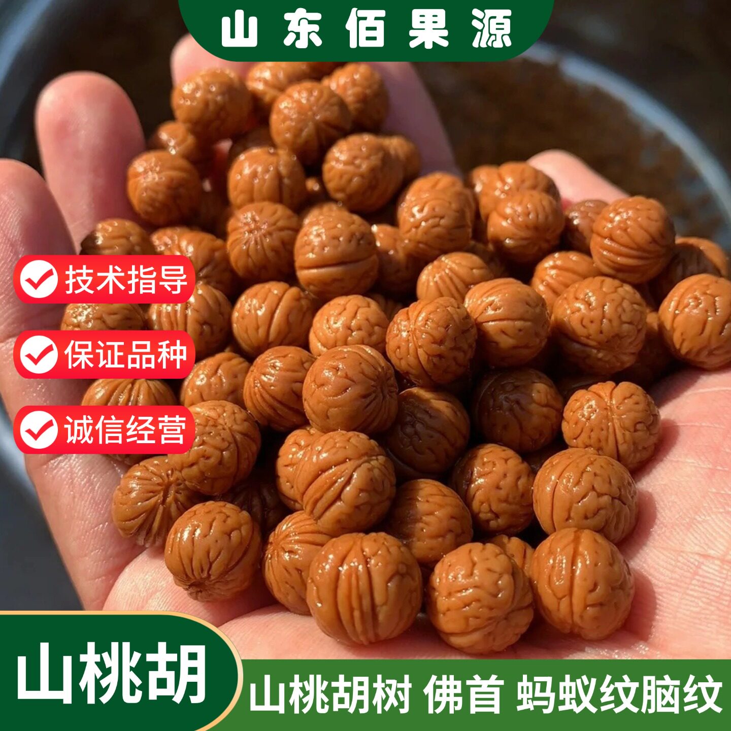 原树嫁接文玩佛首桃苗盆栽山桃胡树佛头蚂蚁纹脑纹桃核树苗可地栽