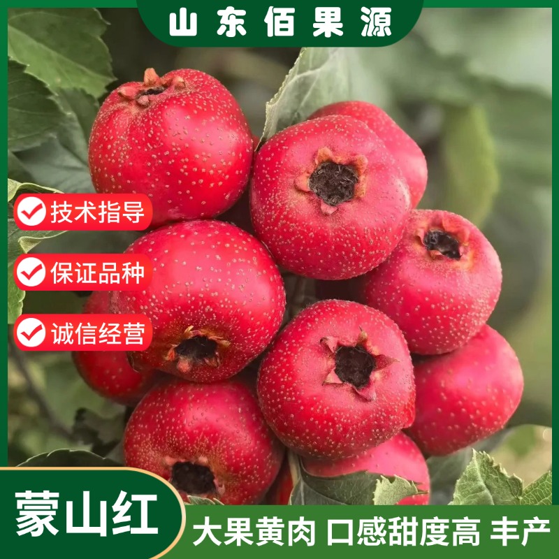 蒙山红山楂树苗嫁接大果黄肉甜红子山楂苗活苗南北方种植当年结果