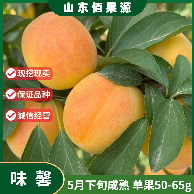 美国杏李味馨嫁接早熟黄金李子树苗果苗晚熟南方北方种植当年结果